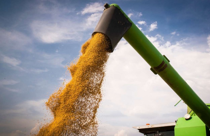 Datagro eleva estimativa da produção de soja e milho 2024/25