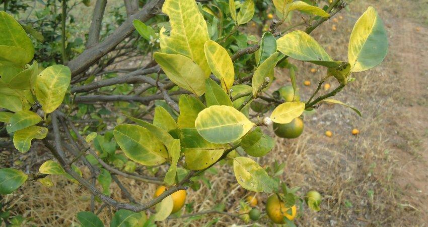 Controle do greening em áreas sem manejo é fundamental para proteger os pomares comerciais