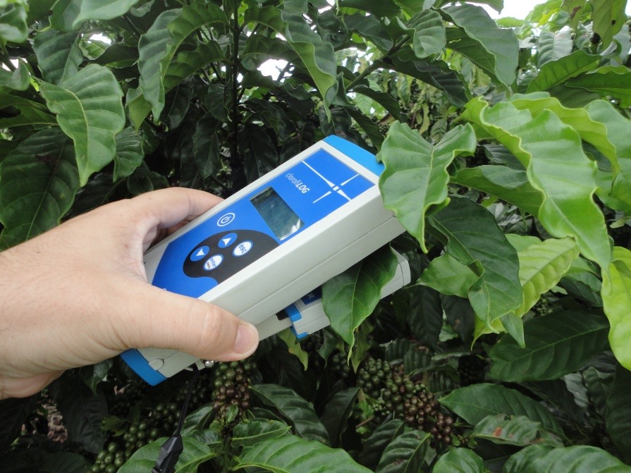 Figura 2 – Utilização de clorofilômetro na medida da intensidade do verde da folha na cultura do cafeeiro