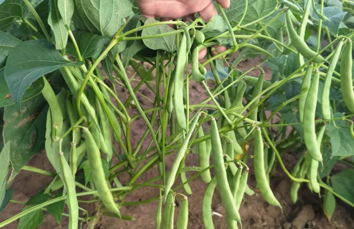 IAC apresenta novas cultivares na Agrishow 2025