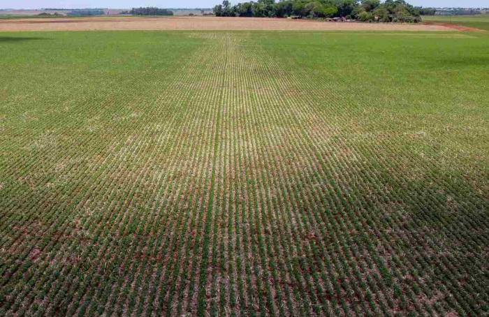 PR Safra 2025/26: clima favorece avanço de soja e milho