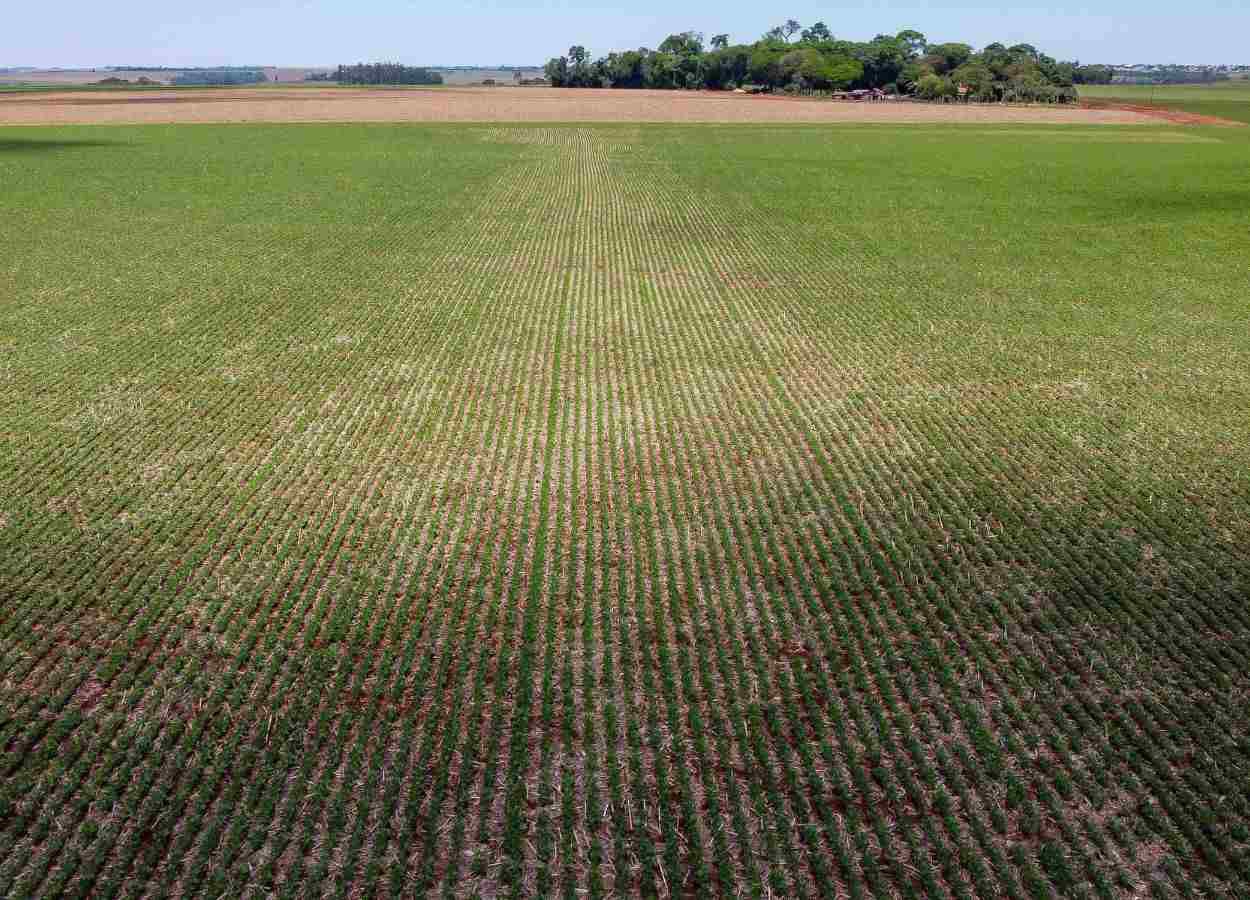 PR Safra 2025/26: clima favorece avanço de soja e milho