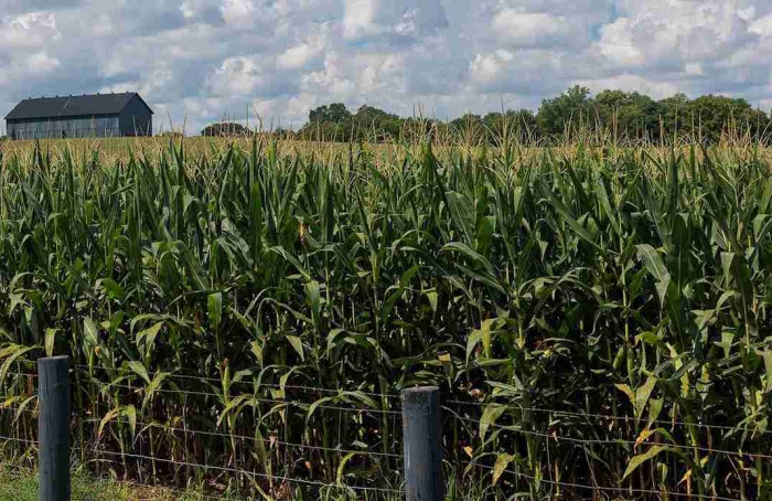 Variante genética em milho pode reduzir perdas em sementes