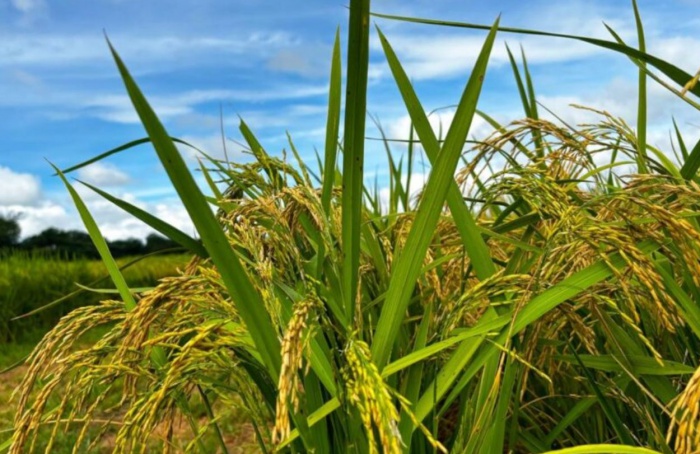 IBGE prevê safra de 31,4 milhões de toneladas de cereais, leguminosas e oleaginosas em Goiás