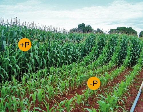 Custeio das lavouras pode ser reduzido de forma drástica com manejo da adubação fosfatada