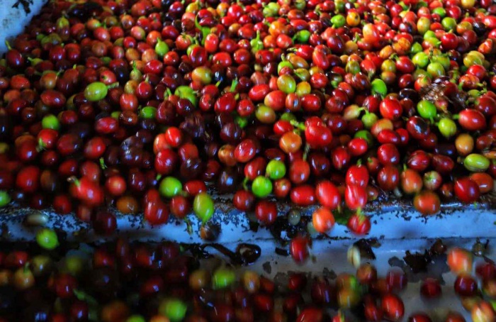 PR Safra 2025/26: avanço da colheita pressiona preços do café