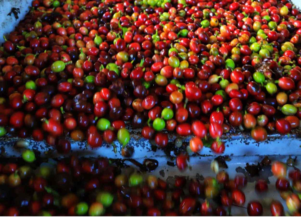 PR Safra 2025/26: avanço da colheita pressiona preços do café