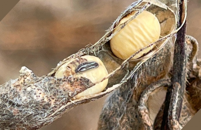 Anomalia da soja ou podridão ou necrose da haste e da vagem?