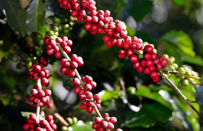 Safra recorde brasileira amplia pressão sobre preços do café