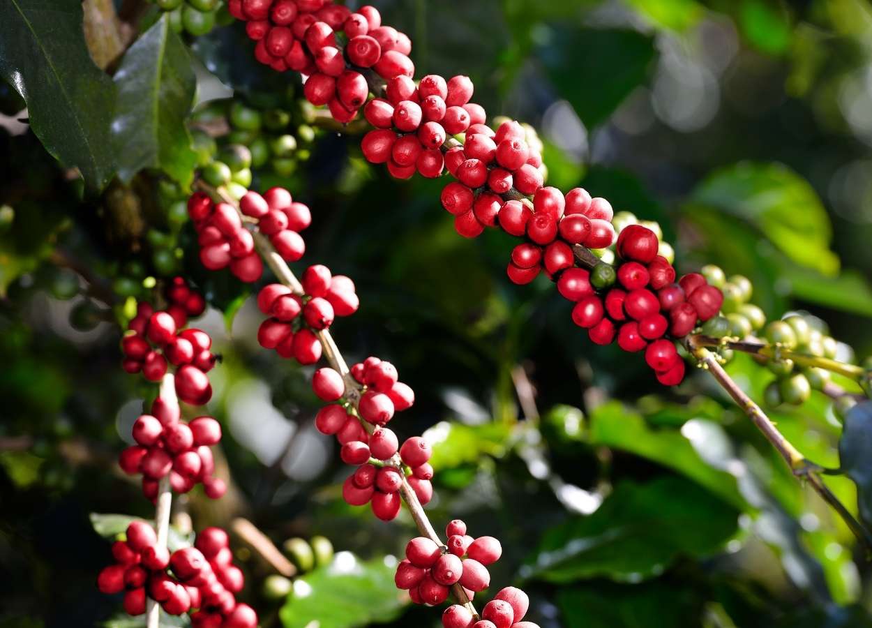 Safra recorde brasileira amplia pressão sobre preços do café