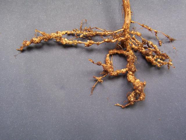 Solo de qualidade pode reduzir danos com nematoides em soja