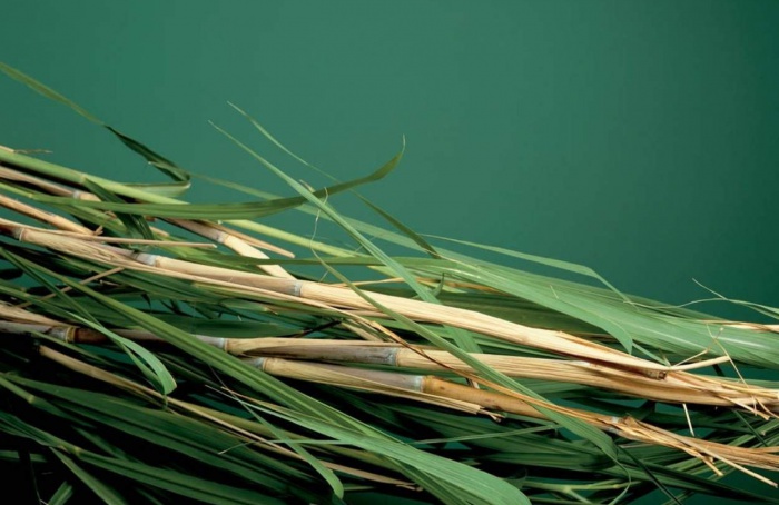 Bayer integra fundo para descarbonização no agronegócio