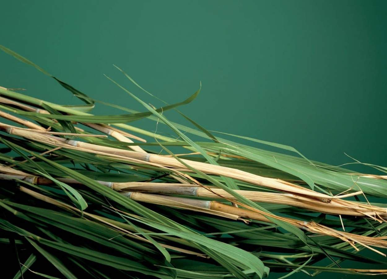Bayer integra fundo para descarbonização no agronegócio