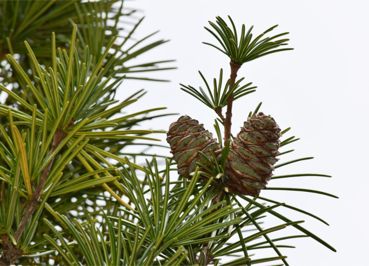 Foto:&nbsp;Veronica Sondervan, NYU / NYBG