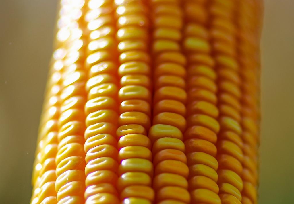Forseed apresenta nova tecnologia em híbridos de milho no Parecis SuperAgro 2019