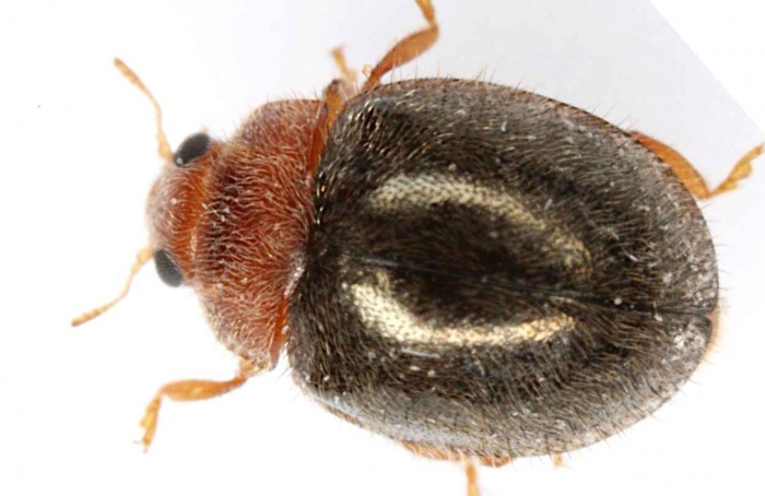 Rhyzobius lophanthae mostra eficácia contra Diaphorina citri