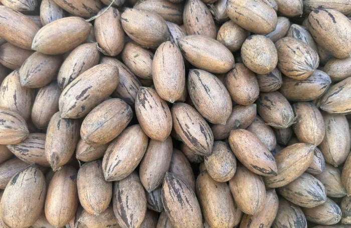 Demanda externa sustenta preços da noz-pecã, avalia IBPecan