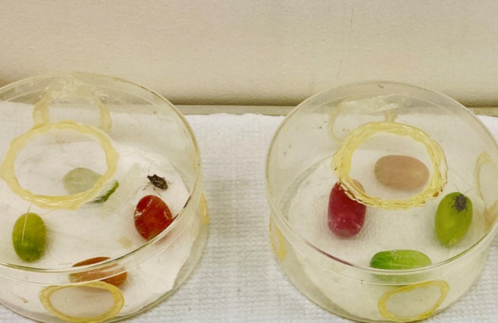 Percevejos escolhem frutos verdes e rosados para atacar