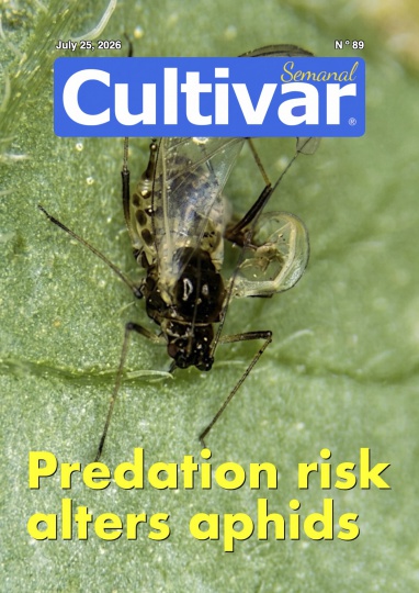 Cultivar Semanal 89