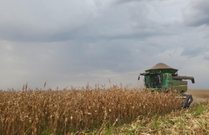 Preço do milho sobe 19,34% em Mato Grosso do Sul