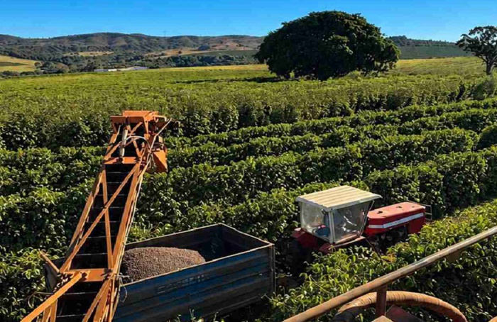 Colheita de café arábica atinge 66% na área da Expocacer