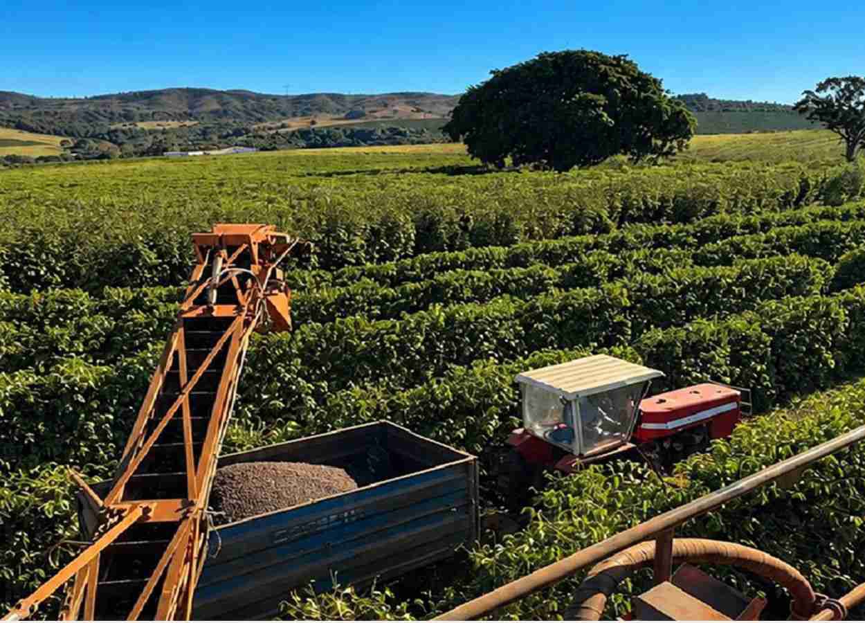 Colheita de café arábica atinge 66% na área da Expocacer