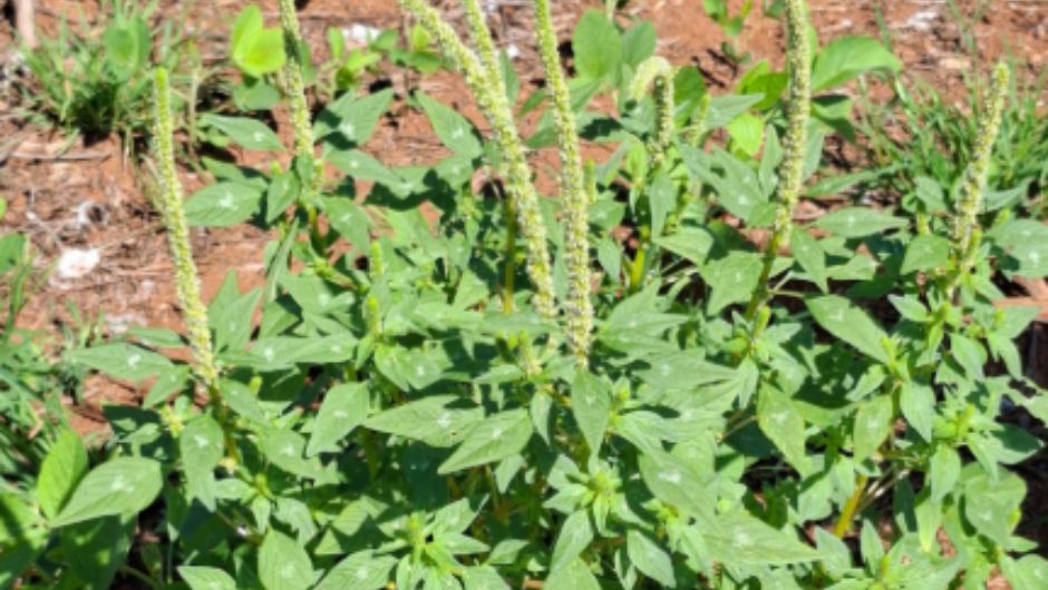 A.palmeri – planta masculina – detalhe mancha nas folhas; foto: Diogo Deoti