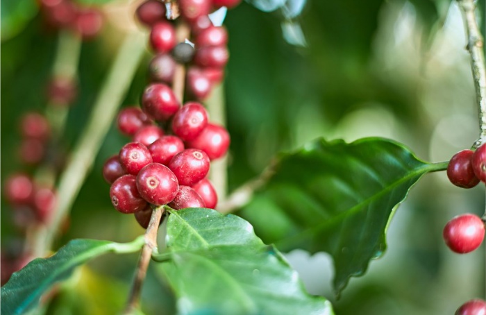 USDA prevê safra de café do Brasil em 65 milhões de sacas