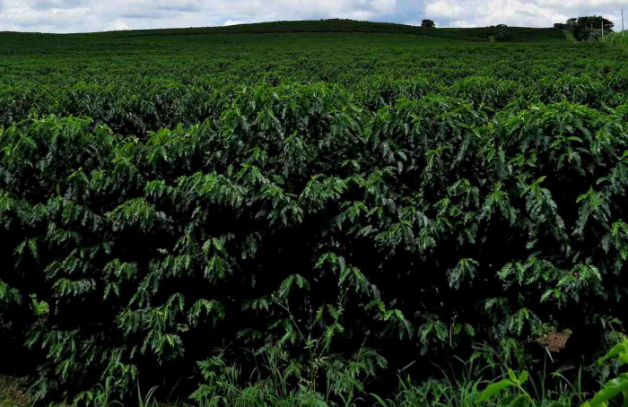 Brazilian coffee harvest 2023-24 is still uncertain, says CNC