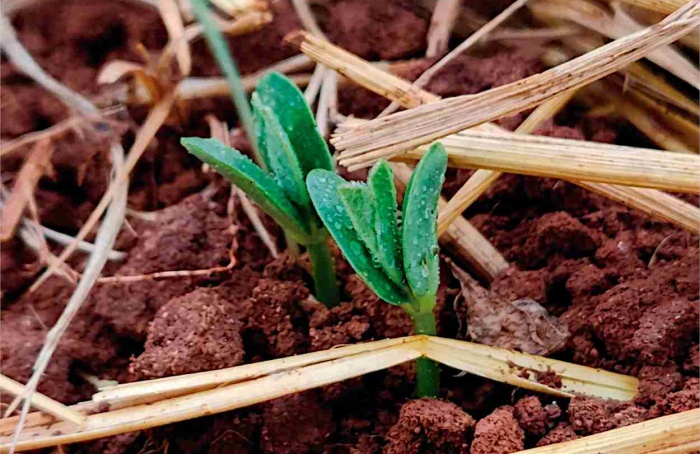 Micorriza arbuscular: a parceria invisível que sustenta a lavoura