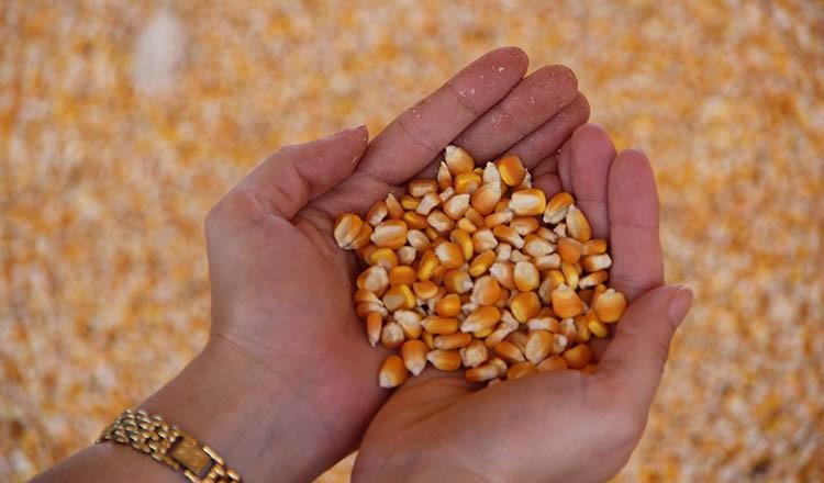 Conab alerta para falha em documentação para leilões de Pepro