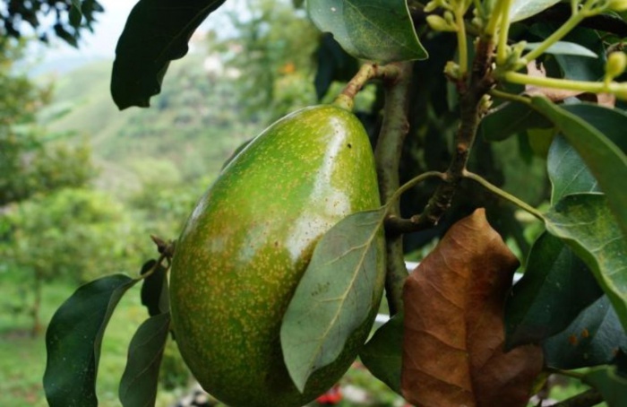 Plataforma indica risco da broca-do-abacate em Santa Catarina
