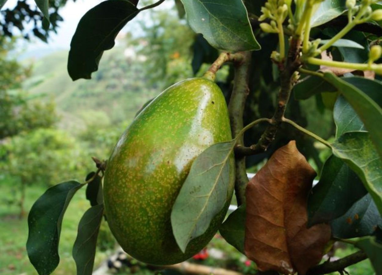 Plattform weist auf Risiko durch Avocado-Rüsselkäfer in Santa Catarina hin