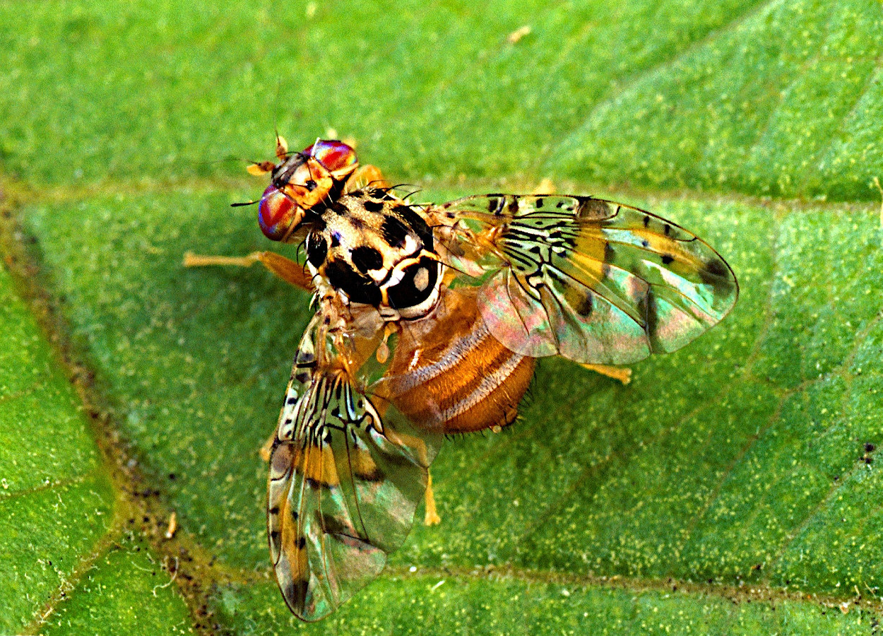 Foto: Scott Bauer / USDA - Bugwood