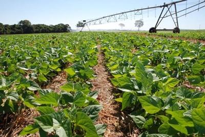 Sorriso (MT) sedia dia de campo sobre feijão irrigado