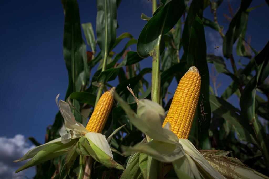 Com clima favorável, colheita do milho avança na maioria das regiões do BR