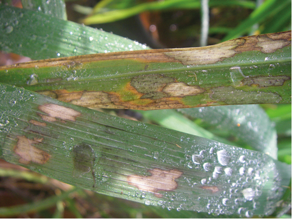 Ataque da queima-da-bainha (Rhizoctonia solani) em folhas de arroz