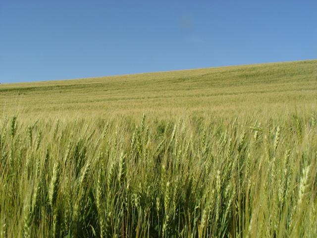Saiba como minimizar os efeitos da geada no trigo com soluções naturais