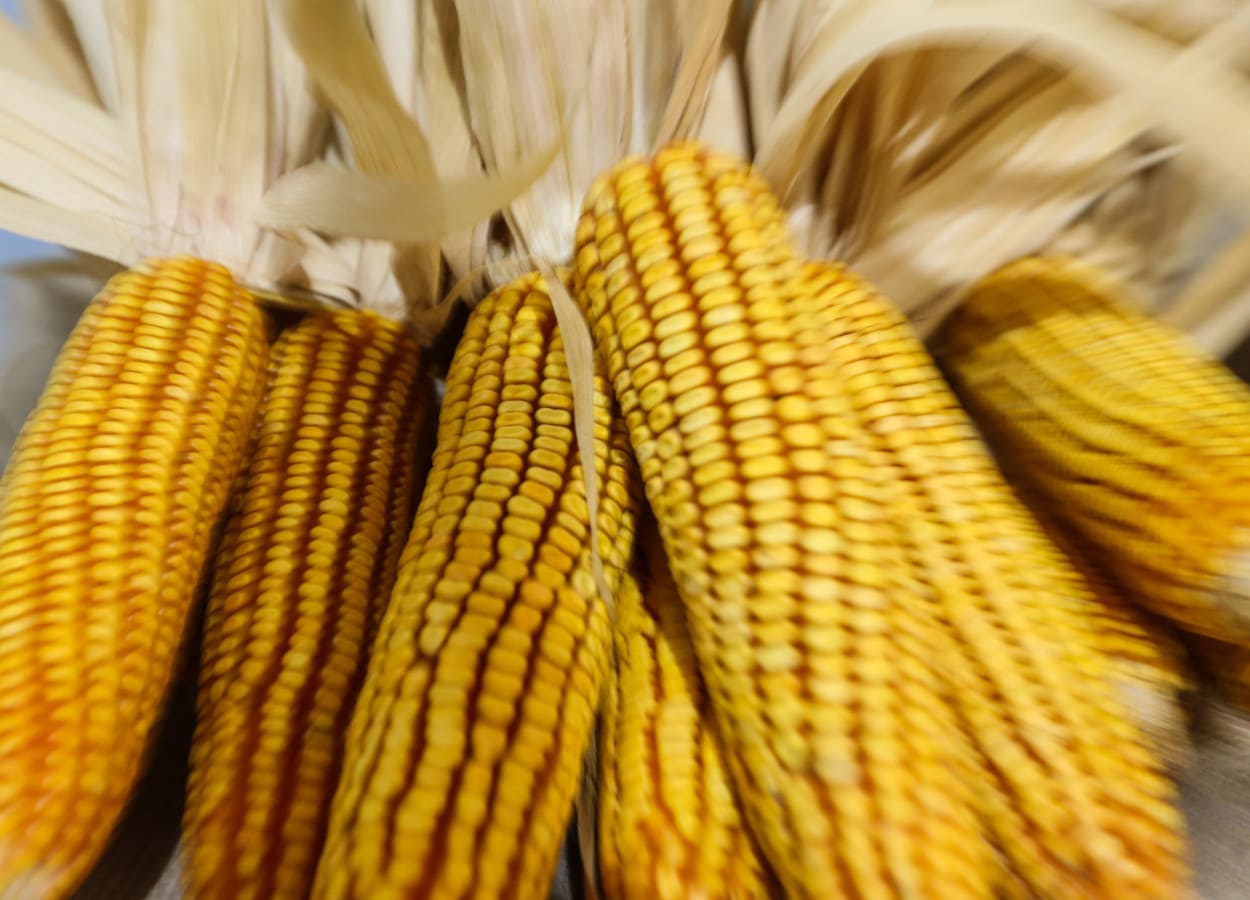 Colheita avança lentamente e produtividades variam muito na Argentina