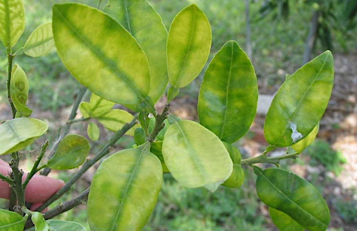 Laranja transgênica mostra tolerância ao greening