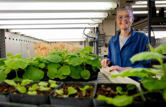Mecanismo celular freia crescimento sob estresse