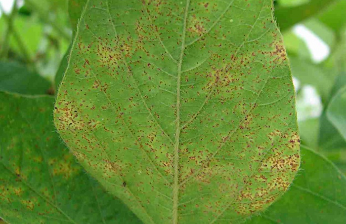 Ferrugem-asiática da soja avança com resistência tripla no Paraguai