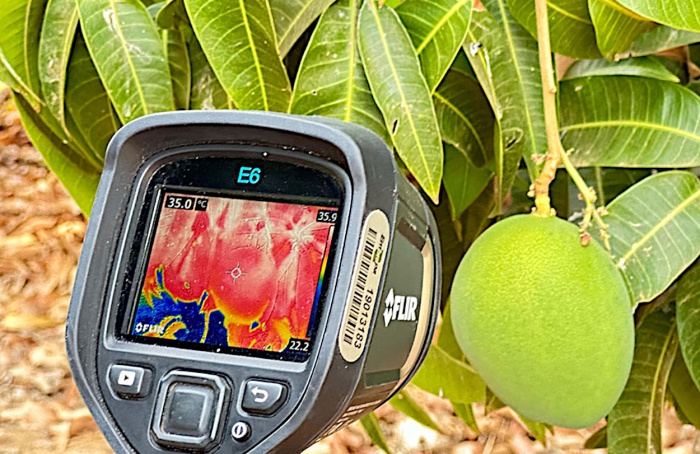 Água e cobertura para reduzir efeitos do excesso de calor nas plantas