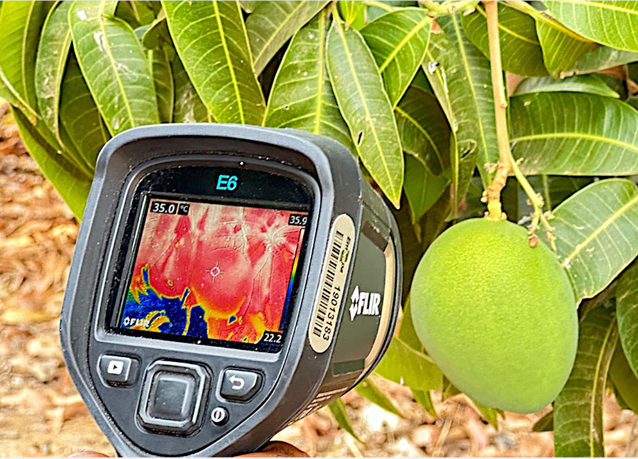 Água e cobertura para reduzir efeitos do excesso de calor nas plantas