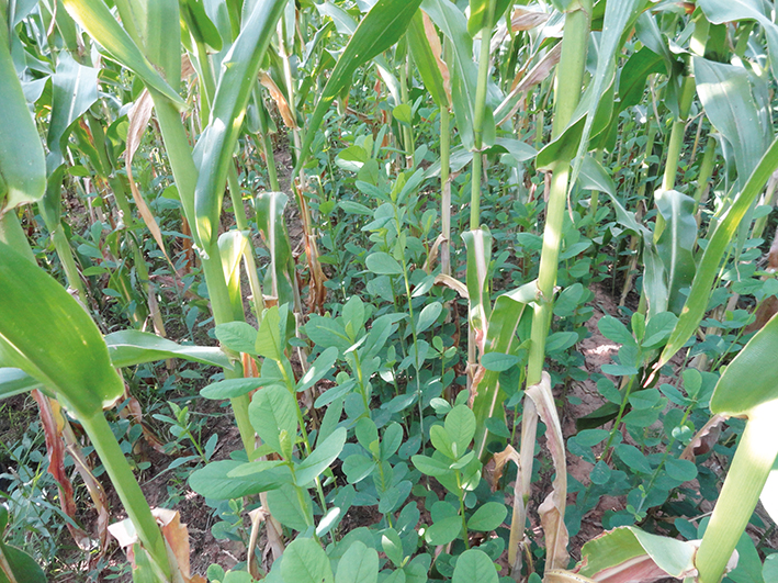 Figura 1 - Consórcio milho/Crotalaria spectabilis