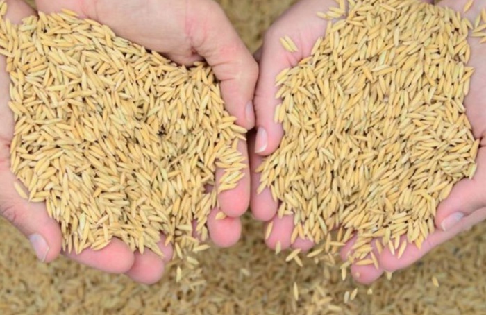 SC Safra 2024/25: oferta pressiona preço do arroz