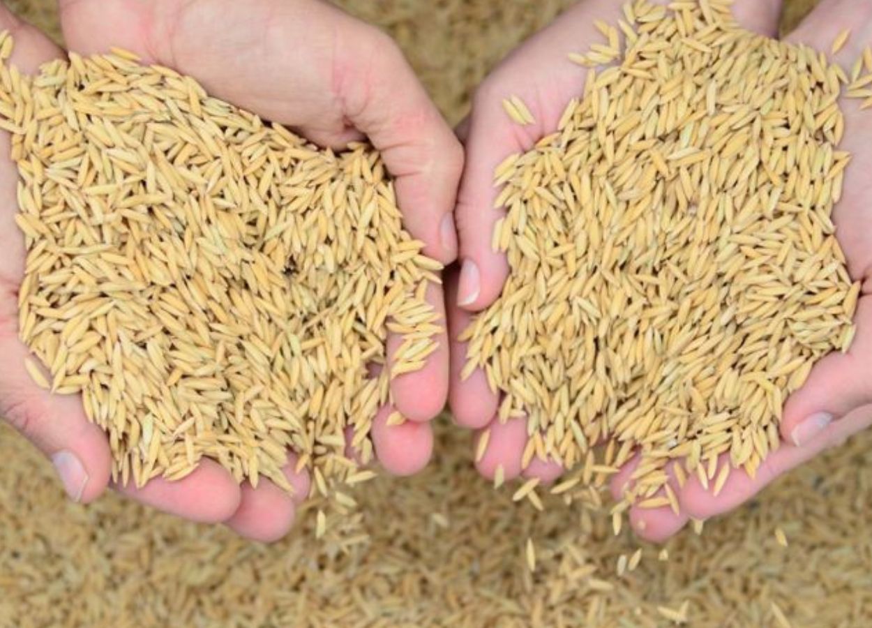 SC Safra 2024/25: oferta pressiona preço do arroz