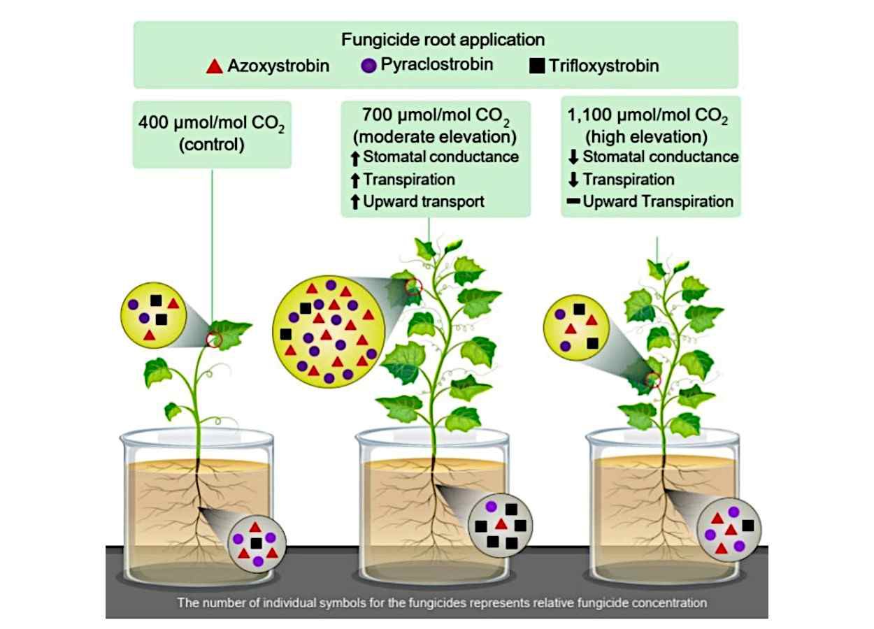 Dióxido de carbono elevado altera dinâmica de fungicidas em pepino