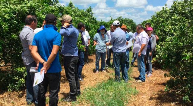 Embrapa indica copas e porta-enxertos para citricultores do norte da Bahia