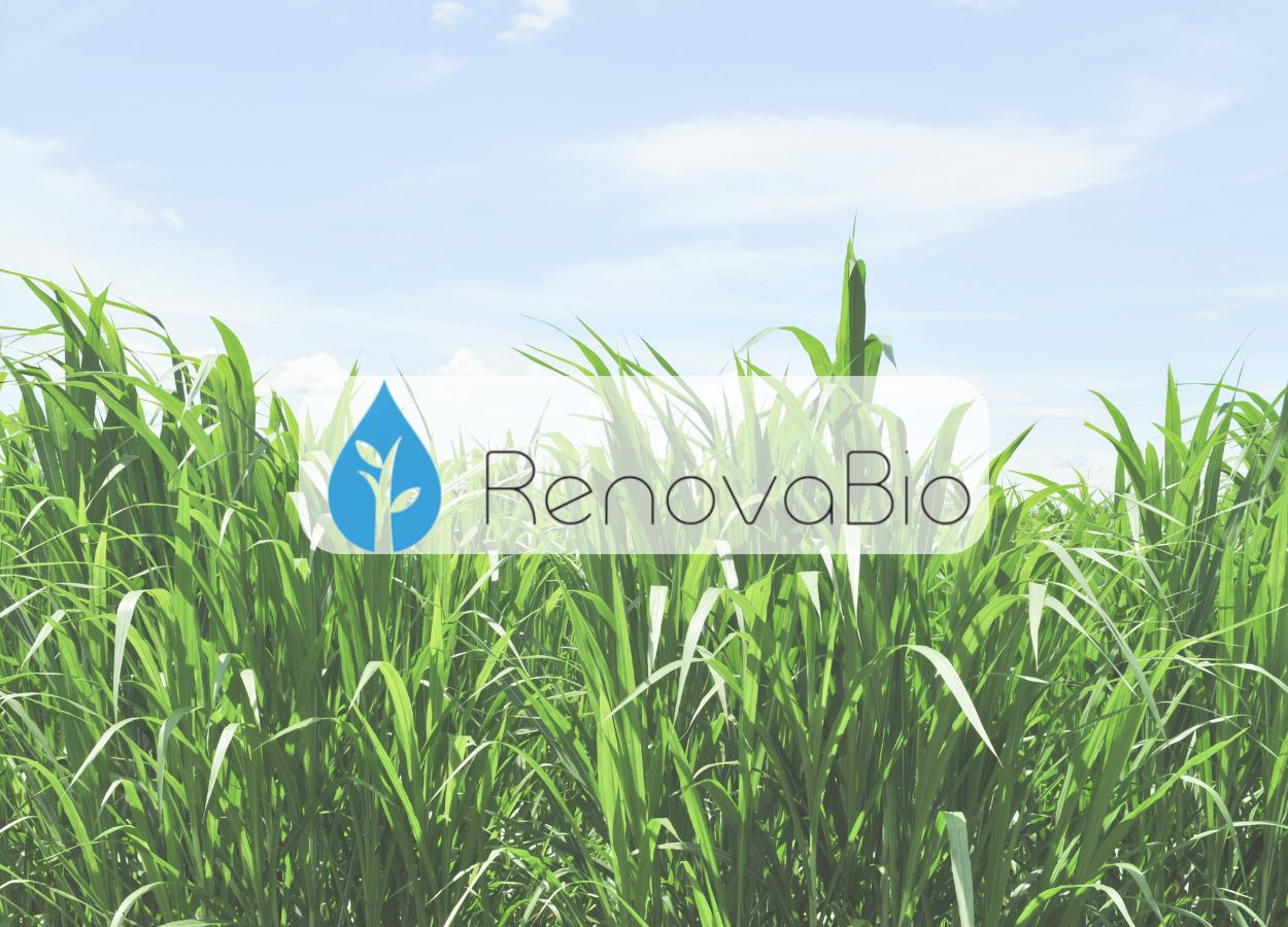 Orplana busca viabilizar a inclusão de produtores de cana no projeto RenovaBio